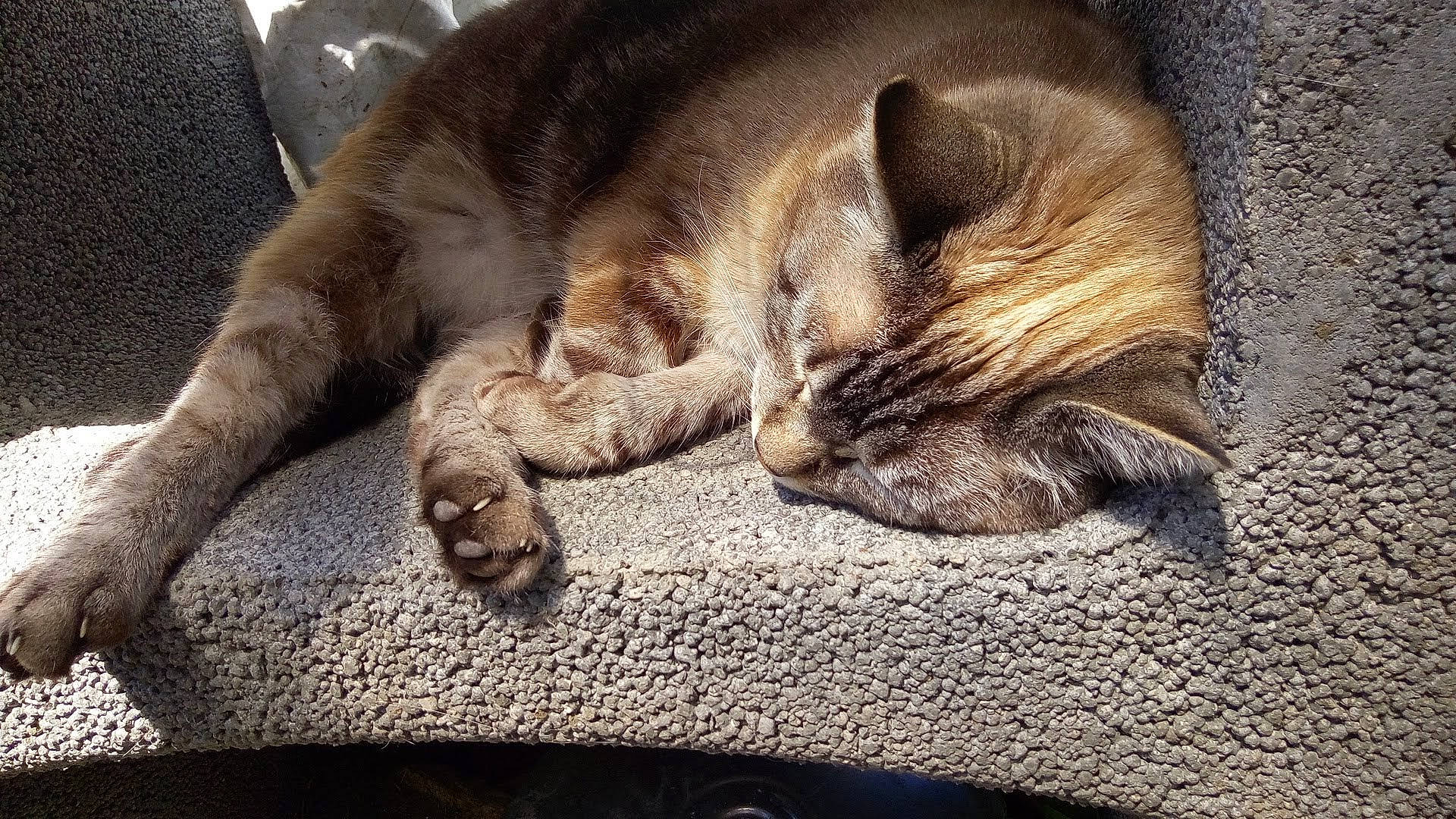 Xena a rejoint le concours — aidez-le/la à gagner de superbes lots ! carnivore, cat, claw, comfort, domestic_short_haired_cat, fawn, felidae, fur, grey, nap, paw, sleep, small_to_medium_sized_cats, snout, tail, terrestrial_animal, whiskers, wildlife, wood