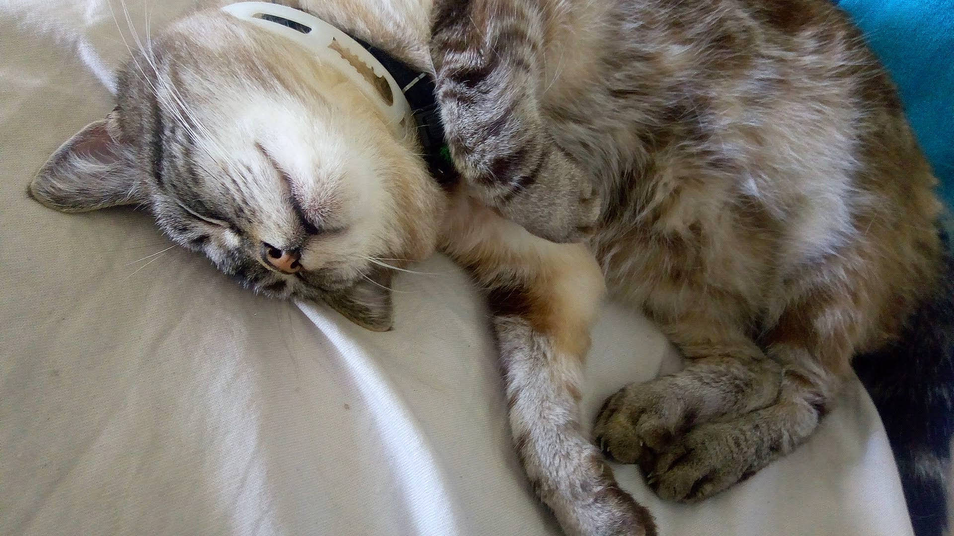 Xena a rejoint le concours — aidez-le/la à gagner de superbes lots ! carnivore, cat, claw, comfort, domestic_short_haired_cat, fawn, felidae, fur, nap, paw, sleep, small_to_medium_sized_cats, snout, tail, terrestrial_animal, whiskers