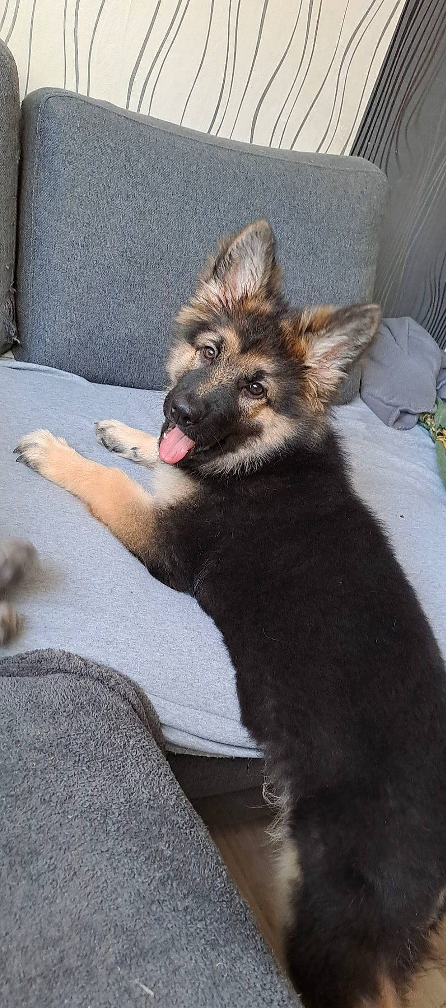 Taz participe au concours pour gagner de l'argent avec cette photo : canidae, carnivore, claw, comfort, companion_dog, dog, dog_breed, fang, fawn, felidae, fur, king_shepherd, old_german_shepherd_dog, paw, small_to_medium_sized_cats, snout, sporting_group, terrestrial_animal, whiskers, wildlife