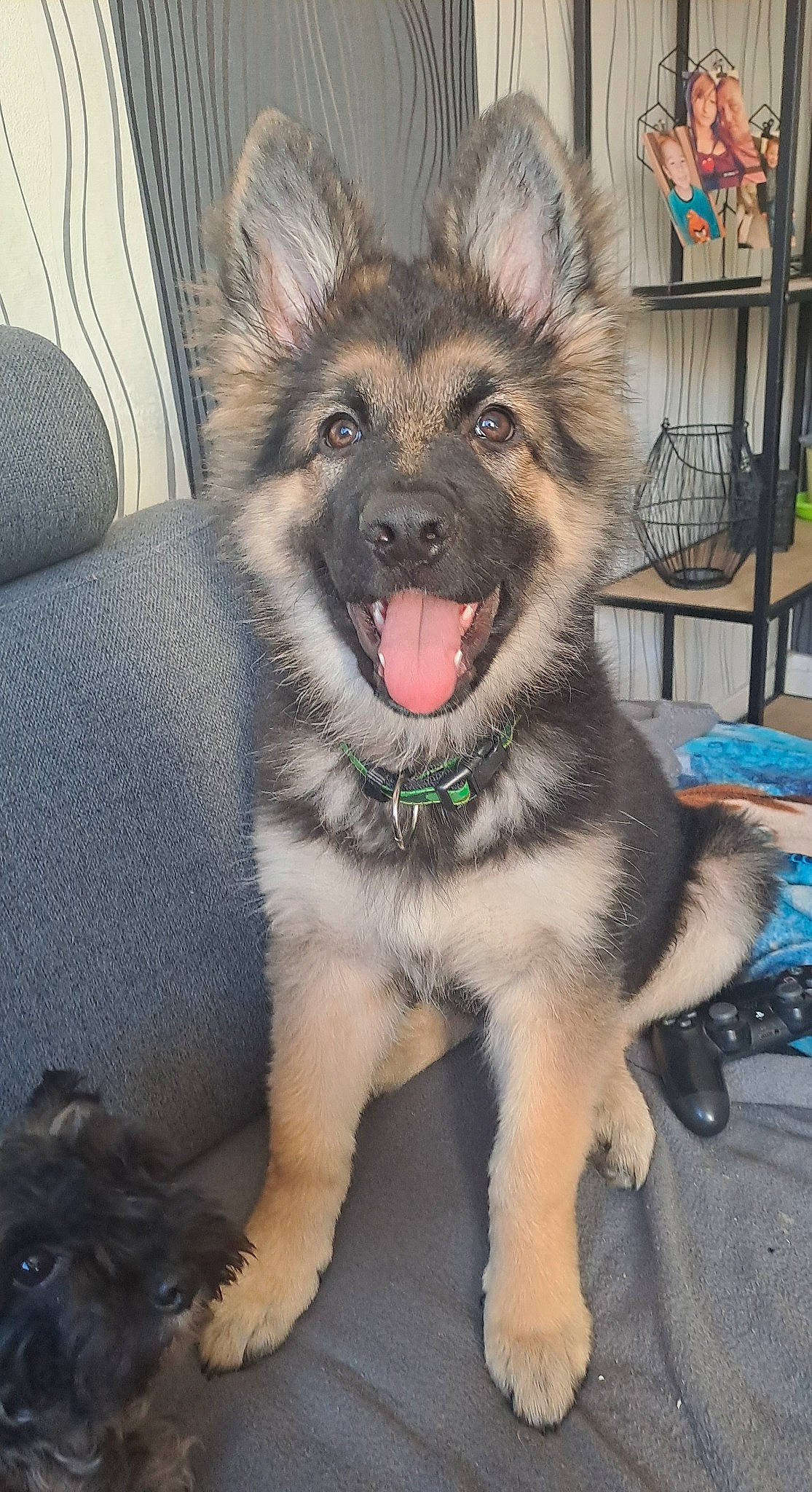 Taz a rejoint le concours — aidez-le/la à gagner de superbes lots ! bookcase, canis, carnivore, collar, companion_dog, dog, dog_breed, east_european_shepherd, fang, fawn, fur, jaw, king_shepherd, pet_supply, shelf, sporting_group, tail, terrestrial_animal, working_animal, working_dog