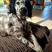 Owen participe au concours pour gagner de l'argent avec cette photo : dog, indoor, blanket, brown, spotted, fur, pet, relaxed, sunlight, window, floor, chair, table, plant, home, cozy, living_room, wooden_floor, furniture, domestic_animal