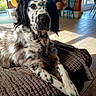 dog, indoor, blanket, brown, spotted, fur, pet, relaxed, sunlight, window, floor, chair, table, plant, home, cozy, living_room, wooden_floor, furniture, domestic_animal