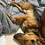 dog, sleeping, bed, blanket, indoor, resting, cozy, brown, black, fur, canine, pet, relaxed, comfort, pillow, snout, paw, ears, closeup, napping