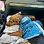 Milou a rejoint le concours — aidez-le/la à gagner de superbes lots ! dog, denim_jacket, blanket, car_interior, dashboard, sleeping, pet, brown_dog, cozy, resting, seat, comfort, canine, fur, animal, casual, clothing, indoor, transportation, relaxation