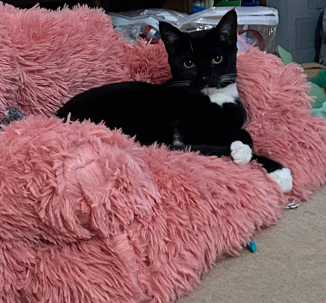 Kitten joined the competition — help win amazing prizes! animal, black_cat, cat, comfort, cozy, curious, cute, domestic, feline, fluffy_cushion, fur, home, indoor, looking_at_camera, pet, pink_cushion, relaxed, resting, soft_texture, white_paws
