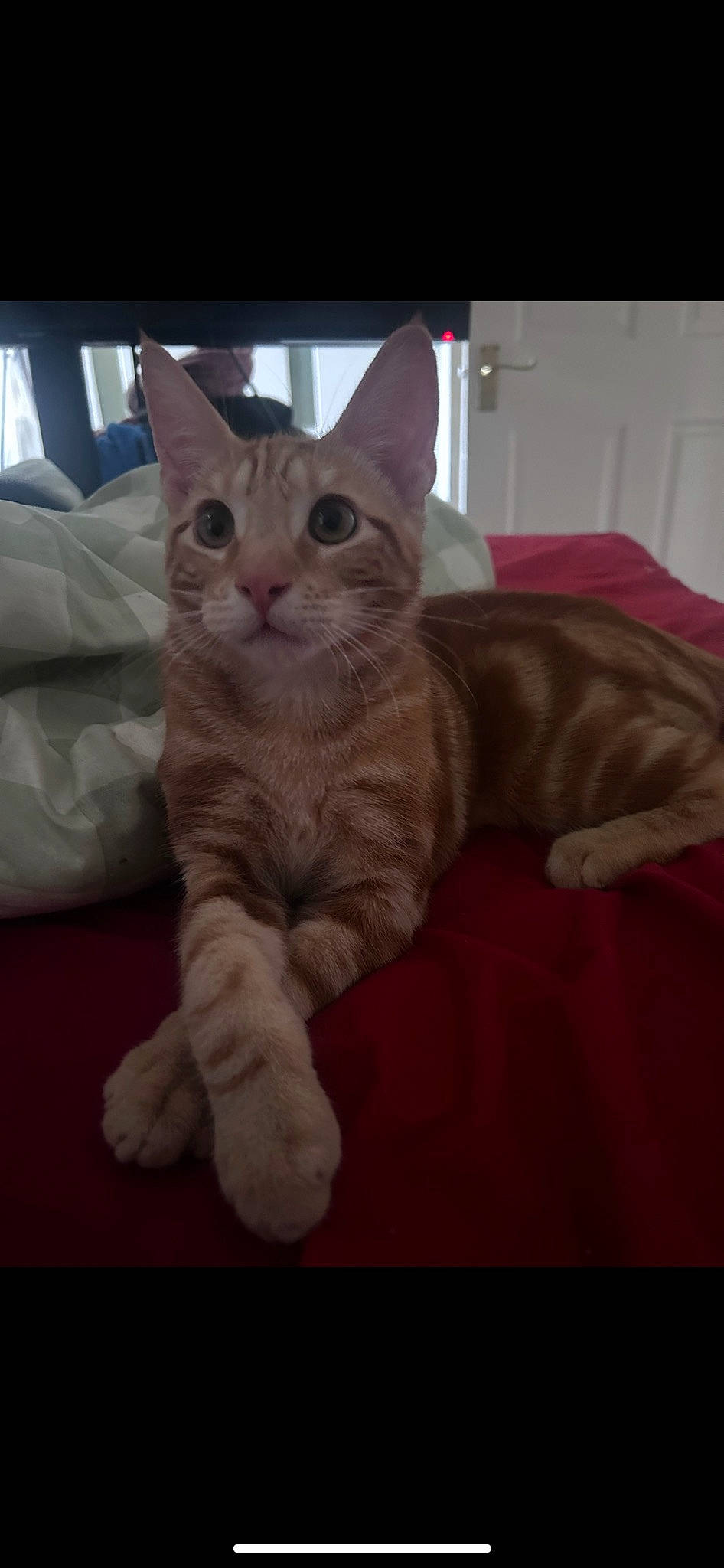 Cheeto joined the competition — help win amazing prizes! carnivore, cat, cat_bed, cat_supply, comfort, domestic_short_haired_cat, felidae, fur, paw, small_to_medium_sized_cats, tail, whiskers