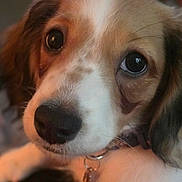 Belle is registered to the contest to win money with this photo: dog, close_up, pet, animal, collar, tag, fur, brown, white, black, cute, nose, eyes, portrait, indoor, muzzle, whiskers, canine, face, expression