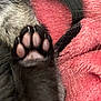 animal, ankle, blanket, bodypart, cat, claw, clothing, electronics, finger, footwear, hand, hardware, hook, monkey, mouth, person, pet, quilt, sandal, toe