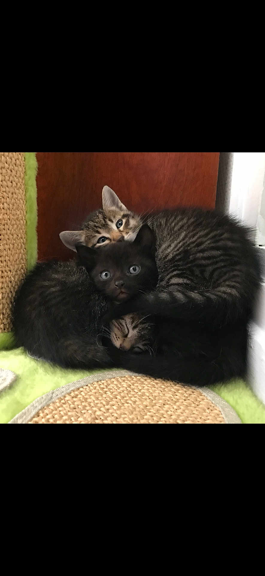 Yuki Comète Totoro a rejoint le concours — aidez-le/la à gagner de superbes lots ! abyssinian, animal, blackcat, canine, cat, chair, couch, cushion, den, dog, furniture, homedecor, indoors, interiordesign, kitten, manx, person, pet, siamese, sleeping