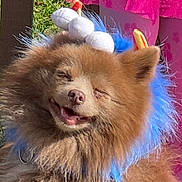 Bear is registered to the contest to win money with this photo: dog, fluffy, brown, blue_feathers, headband, outdoor, grass, happy, pet, smiling, costume, playful, animal, cute, fur, sunlight, pink_skirt, legs, fun, nature