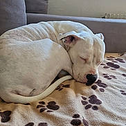 Joyce a rejoint le concours — aidez-le/la à gagner de superbes lots ! dog, sleeping_dog, white_dog, curled_up, blanket, paw_prints, sofa, couch, living_room, indoor, pet, nap, fur, nose, muzzle, tail, cozy, window, furniture, peaceful