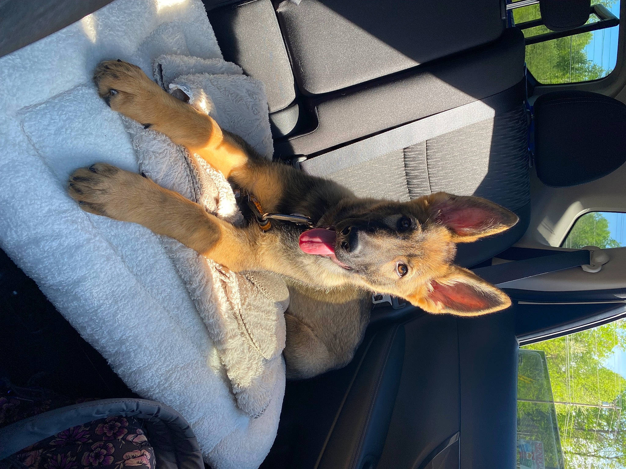 Henry joined the competition — help win amazing prizes! carnivore, claw, comfort, companion_dog, couch, dog, dog_breed, felidae, fur, german_shepherd_dog, guard_dog, paw, plant, small_to_medium_sized_cats, tail, tree, vehicle_door, whiskers, working_animal