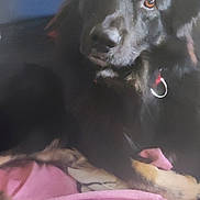 Rex a rejoint le concours — aidez-le/la à gagner de superbes lots ! dog, black_dog, pet, indoor, couch, blanket, fur, ears, collar, animal, canine, relaxed, resting, domestic_animal, closeup, face, eyes, nose, paw, fur_texture