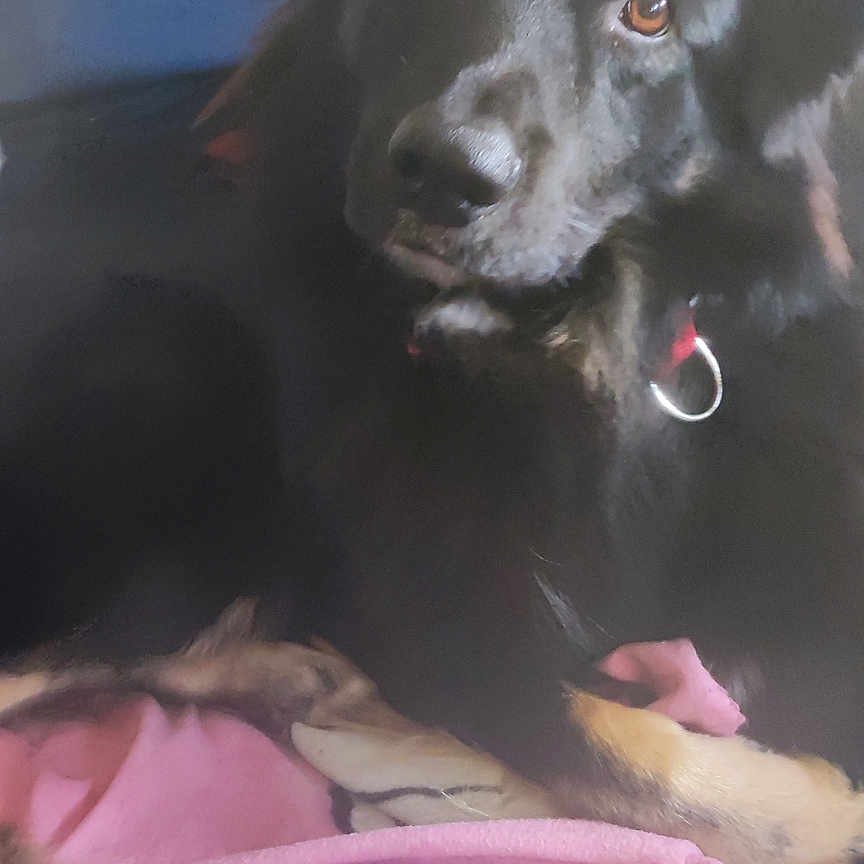 Rex a rejoint le concours — aidez-le/la à gagner de superbes lots ! animal, black_dog, blanket, canine, closeup, collar, couch, dog, domestic_animal, ears, eyes, face, fur, fur_texture, indoor, nose, paw, pet, relaxed, resting