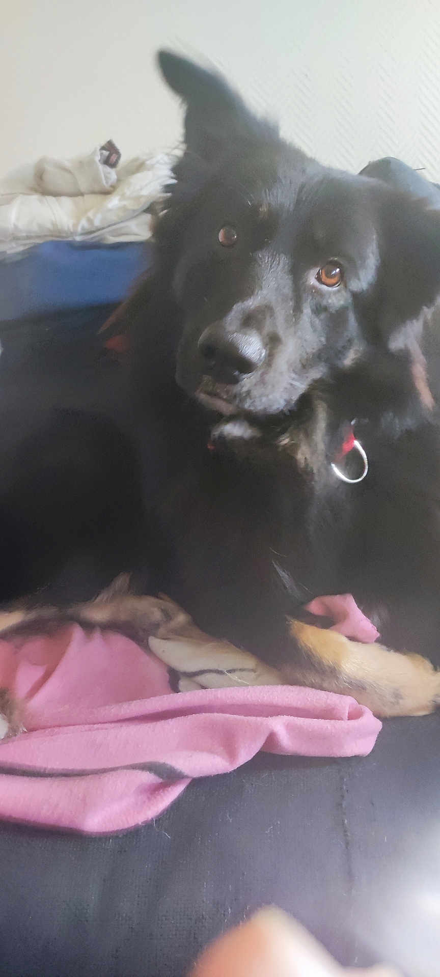 Rex a rejoint le concours — aidez-le/la à gagner de superbes lots ! dog, black_dog, pet, indoor, couch, blanket, fur, ears, collar, animal, canine, relaxed, resting, domestic_animal, closeup, face, eyes, nose, paw, fur_texture