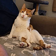 Gino joined the competition — help win amazing prizes! cat, orange_and_white, tabby, pet, animal, sitting, lounging, relaxed, portrait, face, eyes, whiskers, paws, tail, fur, blanket, bed, indoor, cat_tree, cozy