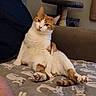 cat, orange_and_white, tabby, pet, animal, sitting, lounging, relaxed, portrait, face, eyes, whiskers, paws, tail, fur, blanket, bed, indoor, cat_tree, cozy