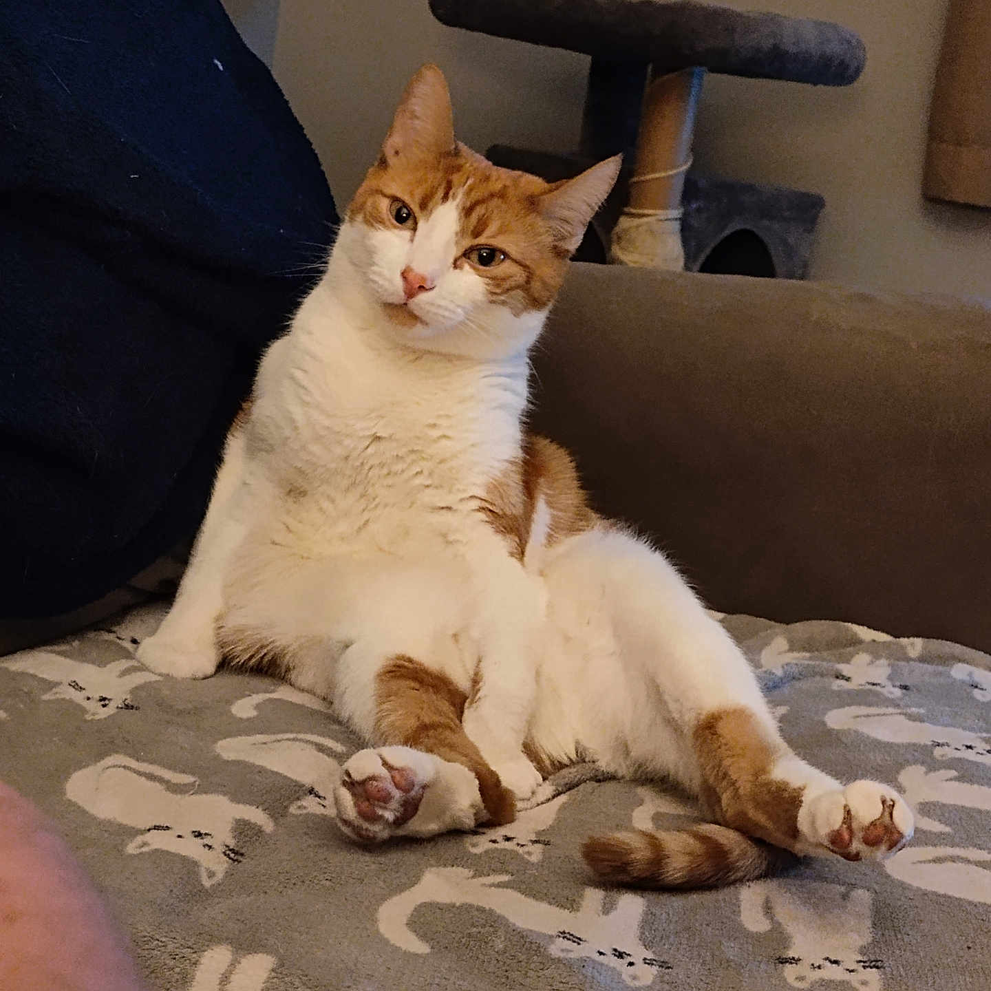 Gino