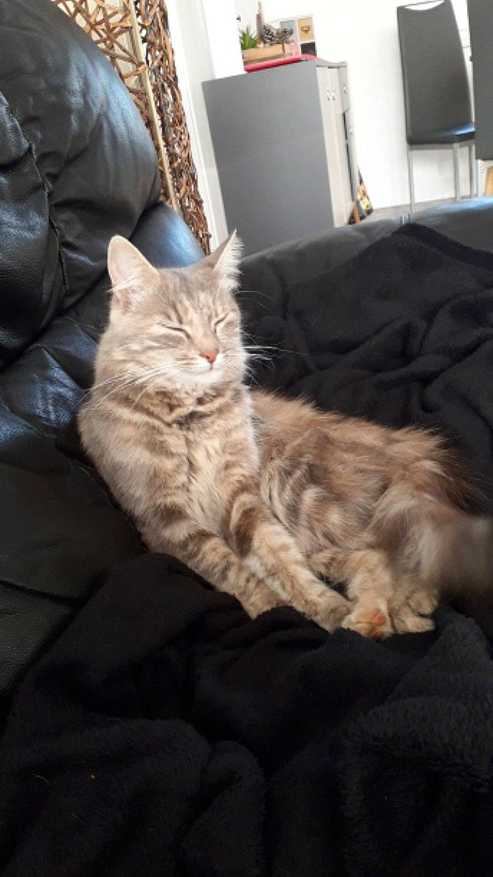 Mouche a rejoint le concours — aidez-le/la à gagner de superbes lots ! asian, british_semi_longhair, carnivore, cat, cymric, domestic_long_haired_cat, dragon_li, european_shorthair, fawn, felidae, fur, kitten, maine_coon, mammal, norwegian_forest_cat, pixie_bob, small_to_medium_sized_cats, tabby_cat, vertebrate, whiskers