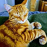 cat, orange_tabby, sleeping, closed_eyes, whiskers, fur, paw, curled_up, indoor, blanket, cozy, pet, feline, striped, relaxed, home, domestic_animal, closeup, cute, resting