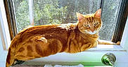 Toby joined the competition — help win amazing prizes! cat, ginger_cat, tabby, window, windowsill, sunlight, towel, towel_rack, indoor, pet, animal, fur, striped, relaxing, resting, daylight, home, cozy, orange, domestic_cat