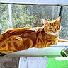 cat, ginger_cat, tabby, window, windowsill, sunlight, towel, towel_rack, indoor, pet, animal, fur, striped, relaxing, resting, daylight, home, cozy, orange, domestic_cat