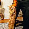 cat, orange_tabby, toy, feather, person, black_pants, white_socks, puma, carpet, floor, indoor, cat_tree, playful, pet, home, wood_floor, hand, furniture, window, wall