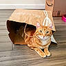 cat, orange_tabby, paper_bag, floor, wooden_floor, indoor, pet, animal, curious, relaxed, cardboard_box, toy, pink_toy, domestic_cat, whiskers, ears, paws, sitting, looking_at_camera, brown