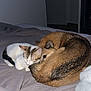 Valentine participe au concours pour gagner de l'argent avec cette photo : cat, dog, bed, blanket, sleeping, cozy, indoor, pet, fur, animal, snuggling, resting, quiet, companion, domestic, cute, comfort, relaxation, brown, white