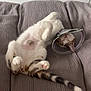 Valentine a rejoint le concours — aidez-le/la à gagner de superbes lots ! cat, sleeping, cone, pet, relaxed, bed, blanket, fur, paw, tail, indoor, cute, animal, whiskers, resting, domestic, feline, soft, cozy, comfort