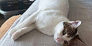 Valentine a rejoint le concours — aidez-le/la à gagner de superbes lots ! cat, bed, blanket, indoor, resting, white_cat, tabby, pet, animal, feline, sleepy, cozy, soft, fur, domestic_animal, cute, relaxed, laying_down, household, quiet