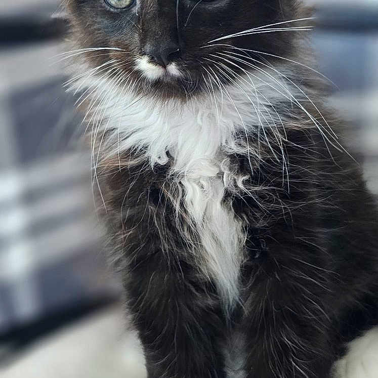 Charles participe au concours pour gagner de l'argent avec cette photo : abyssinian, angora, animal, blackcat, brasssection, cat, horn, kitten, manx, musicalinstrument, pet, siamese