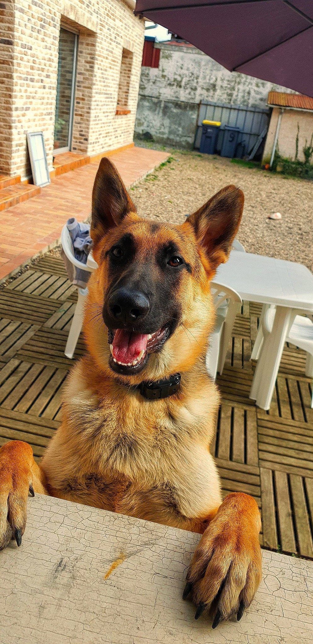 Pitt participe au concours pour gagner de l'argent avec cette photo : belgian_shepherd, belgian_shepherd_malinois, canidae, carnivore, dog, dog_breed, east_european_shepherd, fawn, german_shepherd_dog, king_shepherd, kunming_wolfdog, mammal, old_german_shepherd_dog, police_dog, rare_breed_dog, shiloh_shepherd_dog, snout, vertebrate, working_dog