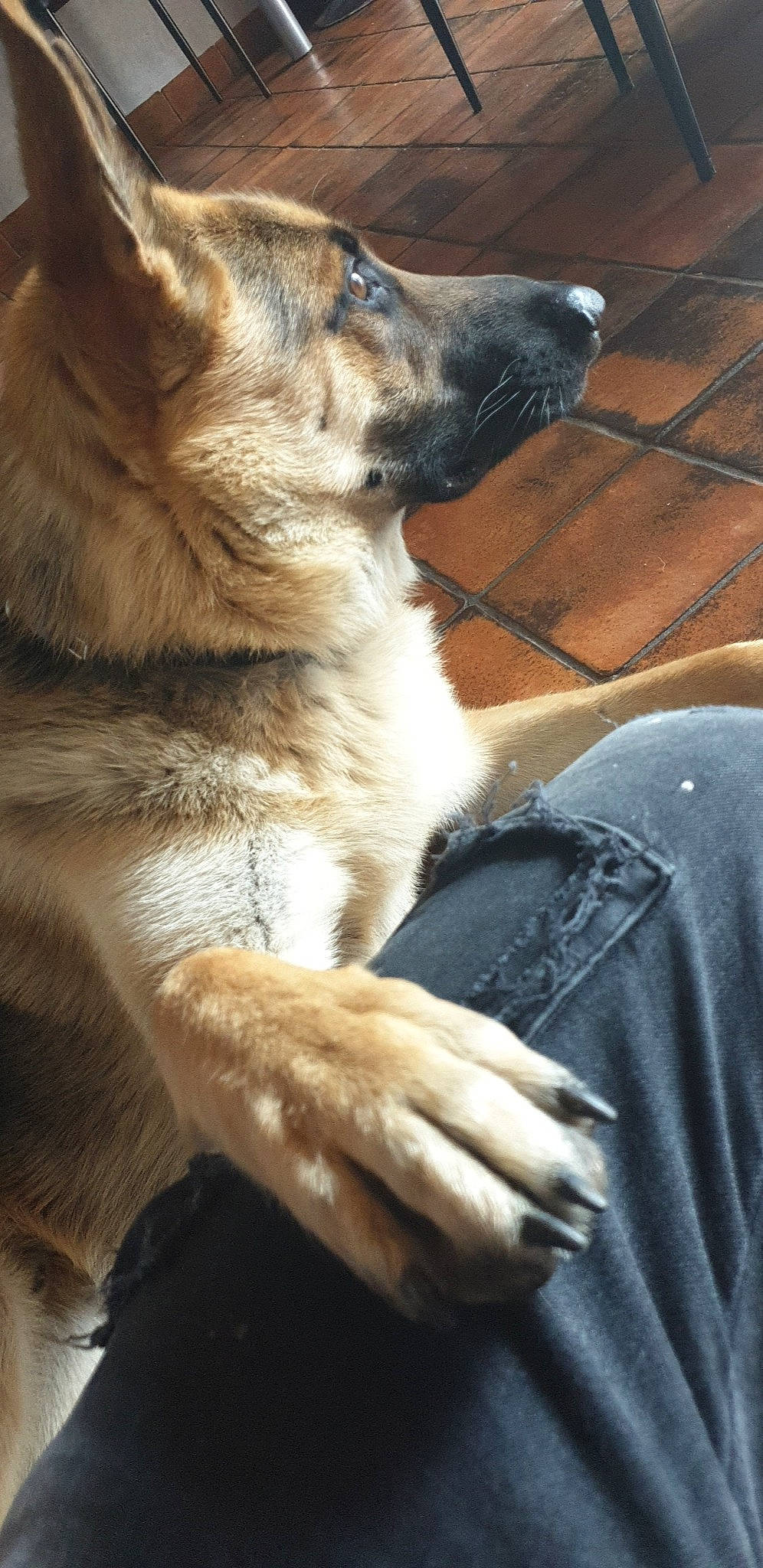 Pitt participe au concours pour gagner de l'argent avec cette photo : canidae, carnivore, dog, dog_breed, fawn, mammal, native_american_indian_dog, norwegian_elkhound, snout, sporting_group, wolfdog