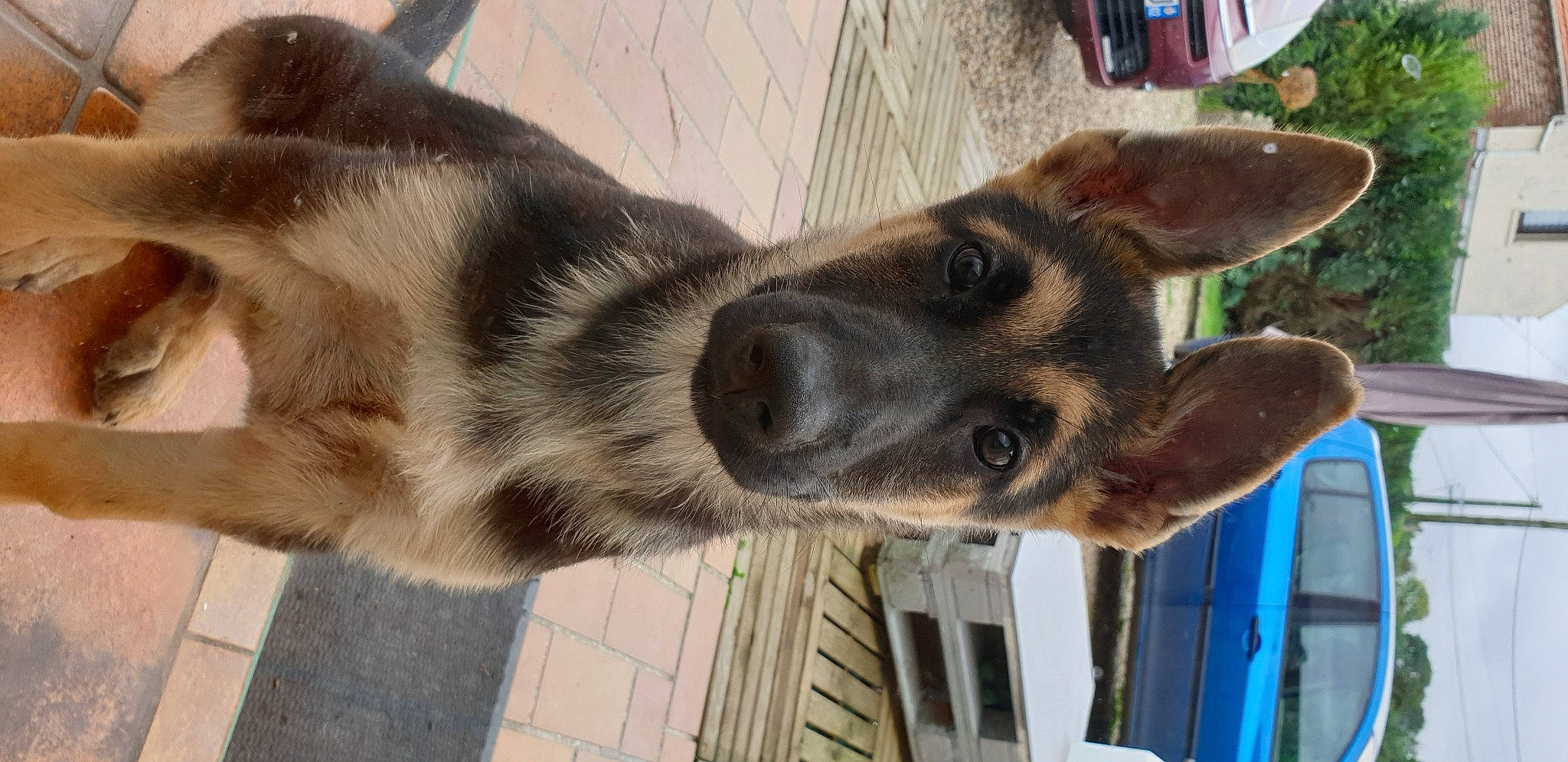 Pitt participe au concours pour gagner de l'argent avec cette photo : canidae, carnivore, dog, dog_breed, ear, fawn, german_shepherd_dog, mammal, nose, snout, sporting_group, street_dog, vertebrate