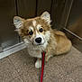 animal, brown, canine, companion, curious, cute, dog, ears, elevator, eyes, floor, fluffy, indoor, leash, metal, pet, puppy, waiting, white, young
