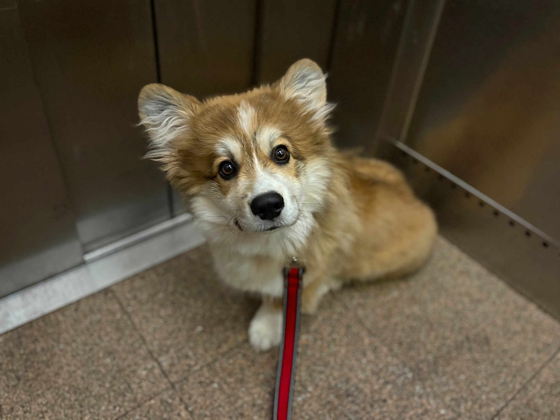 Anoki a rejoint le concours — aidez-le/la à gagner de superbes lots ! animal, brown, canine, companion, curious, cute, dog, ears, elevator, eyes, floor, fluffy, indoor, leash, metal, pet, puppy, waiting, white, young