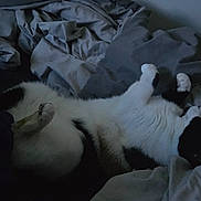 Tiloup participe au concours pour gagner de l'argent avec cette photo : cat, black_and_white, bed, blanket, indoor, sleeping, relaxed, feline, fur, resting, cozy, domestic_animal, pet, paws, whiskers, animal, home, soft, mammal, quiet