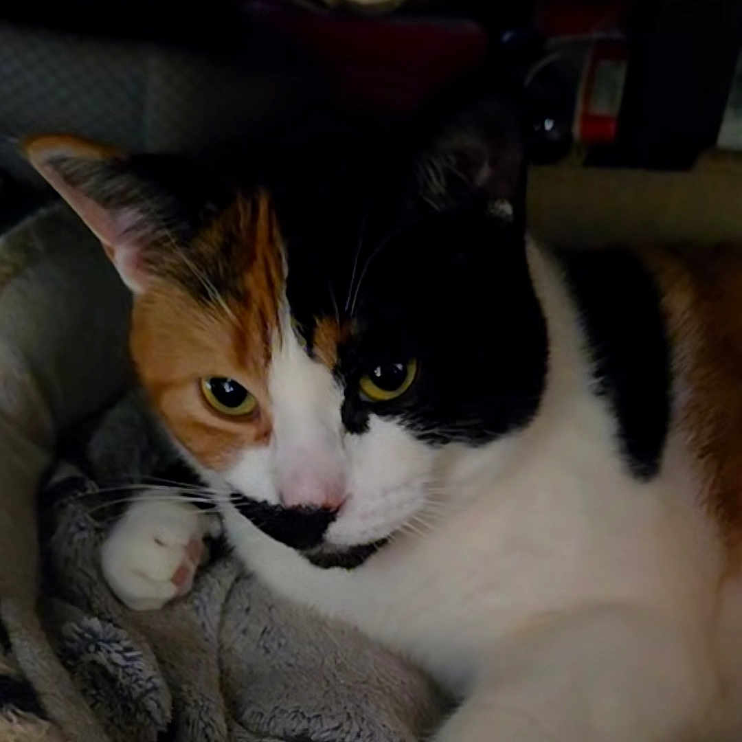 Tiloup a rejoint le concours — aidez-le/la à gagner de superbes lots ! cat, calico_cat, pet, animal, feline, close_up, yellow_eyes, fur, cozy, blanket, indoor, resting, cute, whiskers, paw, soft_texture, relaxed, domestic_animal, sleepy, comfort