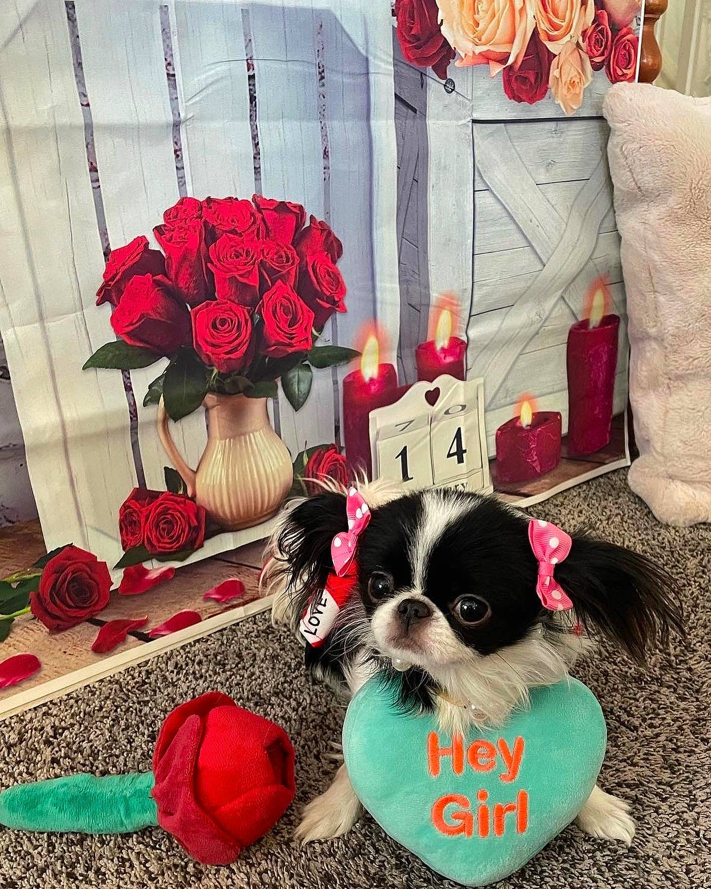 Sophie May joined the competition — help win amazing prizes! carnivore, companion_dog, curtain, dog, dog_breed, dog_supply, eyewear, fawn, flower, font, interior_design, pet_supply, petal, pink, plant, red, rose, snout, textile, window