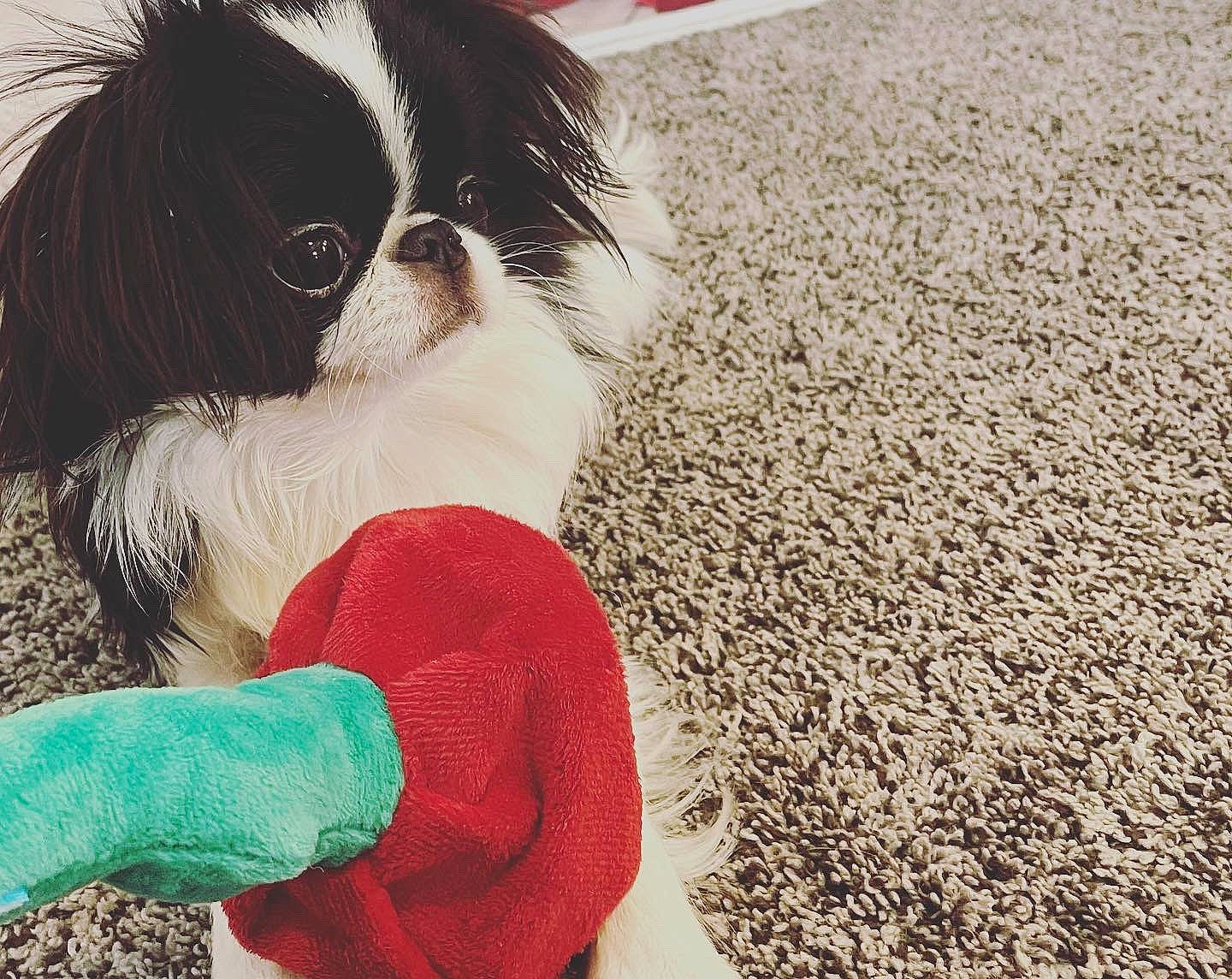 Sophie May is registered to the contest to win money with this photo: canidae, carmine, carnivore, companion_dog, dog, dog_breed, dog_supply, eyewear, fur, grass, hair, liver, pattern, shih_tzu, snout, sporting_group, tail, toy_dog, whiskers, wig