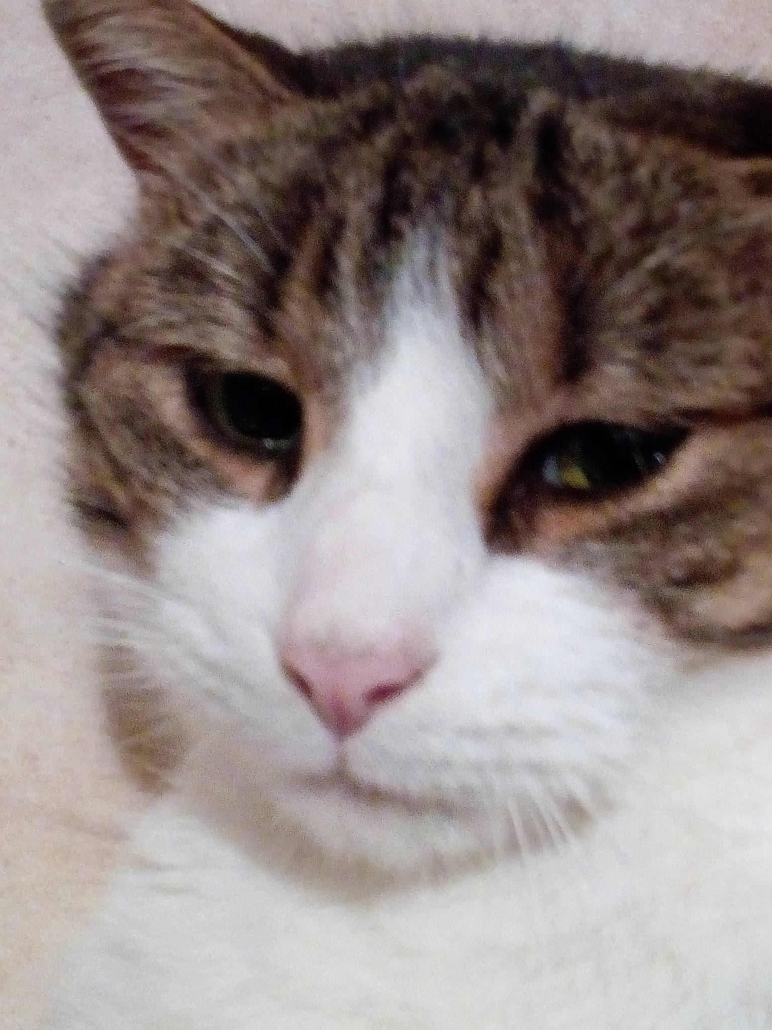 Nuage a rejoint le concours — aidez-le/la à gagner de superbes lots ! aegean_cat, american_wirehair, arabian_mau, asian, australian_mist, carnivore, cat, close_up, domestic_short_haired_cat, european_shorthair, eye, felidae, kitten, mammal, nose, polydactyl_cat, small_to_medium_sized_cats, snout, tabby_cat, whiskers