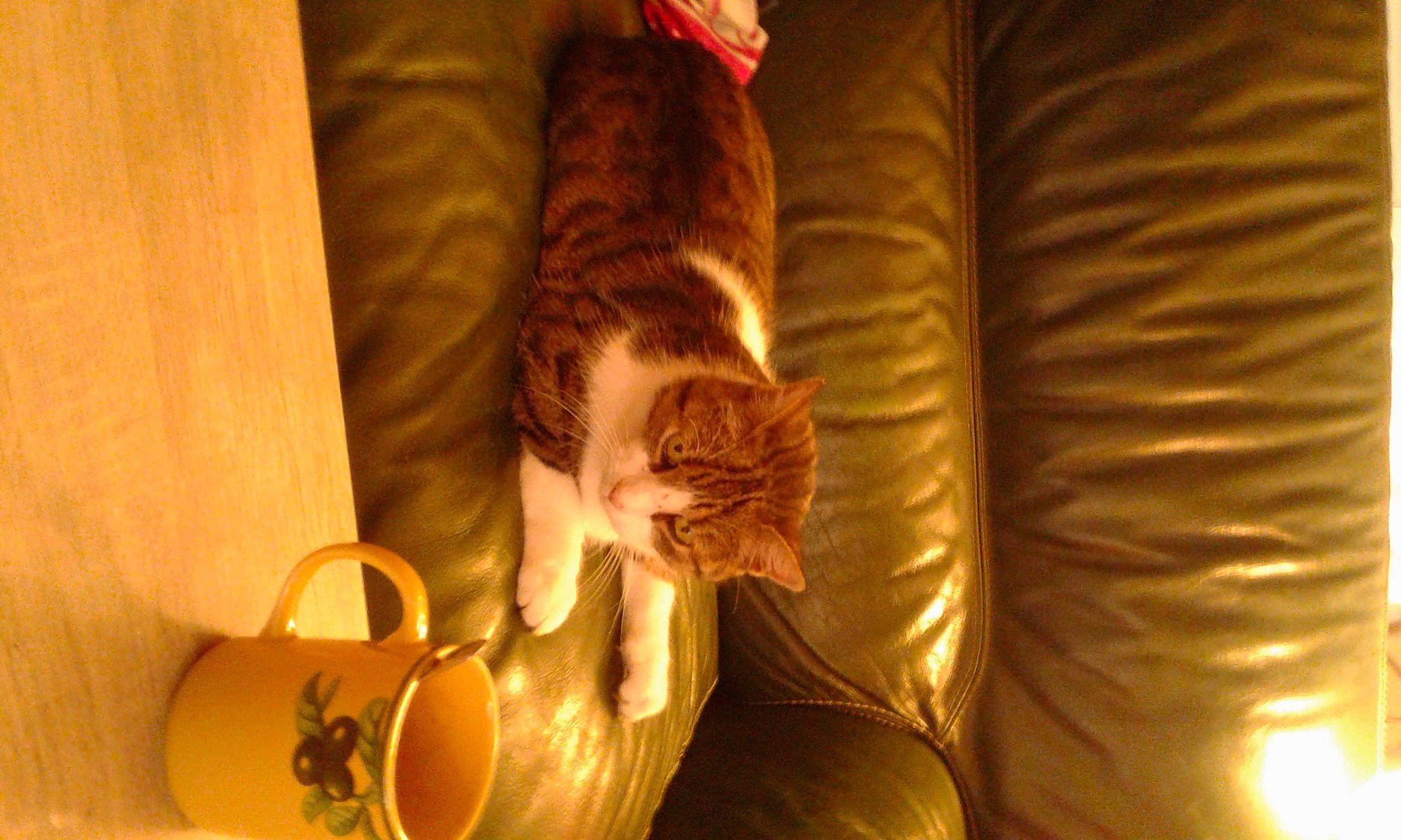 Nuage a rejoint le concours — aidez-le/la à gagner de superbes lots ! carnivore, cat, felidae, small_to_medium_sized_cats, tail, whiskers