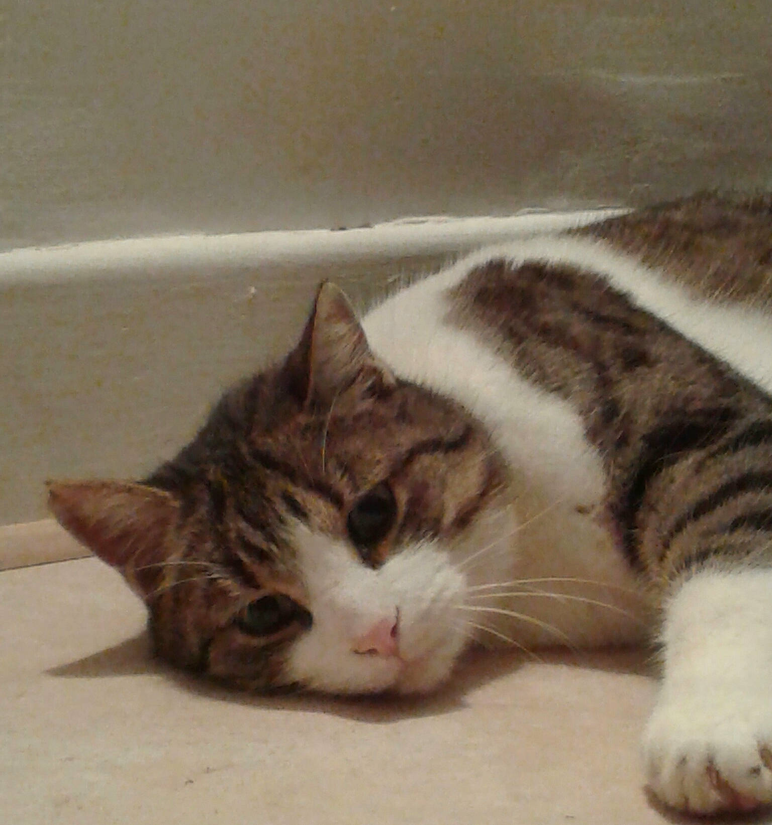 Nuage a rejoint le concours — aidez-le/la à gagner de superbes lots ! aegean_cat, american_shorthair, american_wirehair, asian, carnivore, cat, domestic_short_haired_cat, dragon_li, european_shorthair, felidae, fur, kitten, nap, paw, polydactyl_cat, small_to_medium_sized_cats, tabby_cat, tail, whiskers