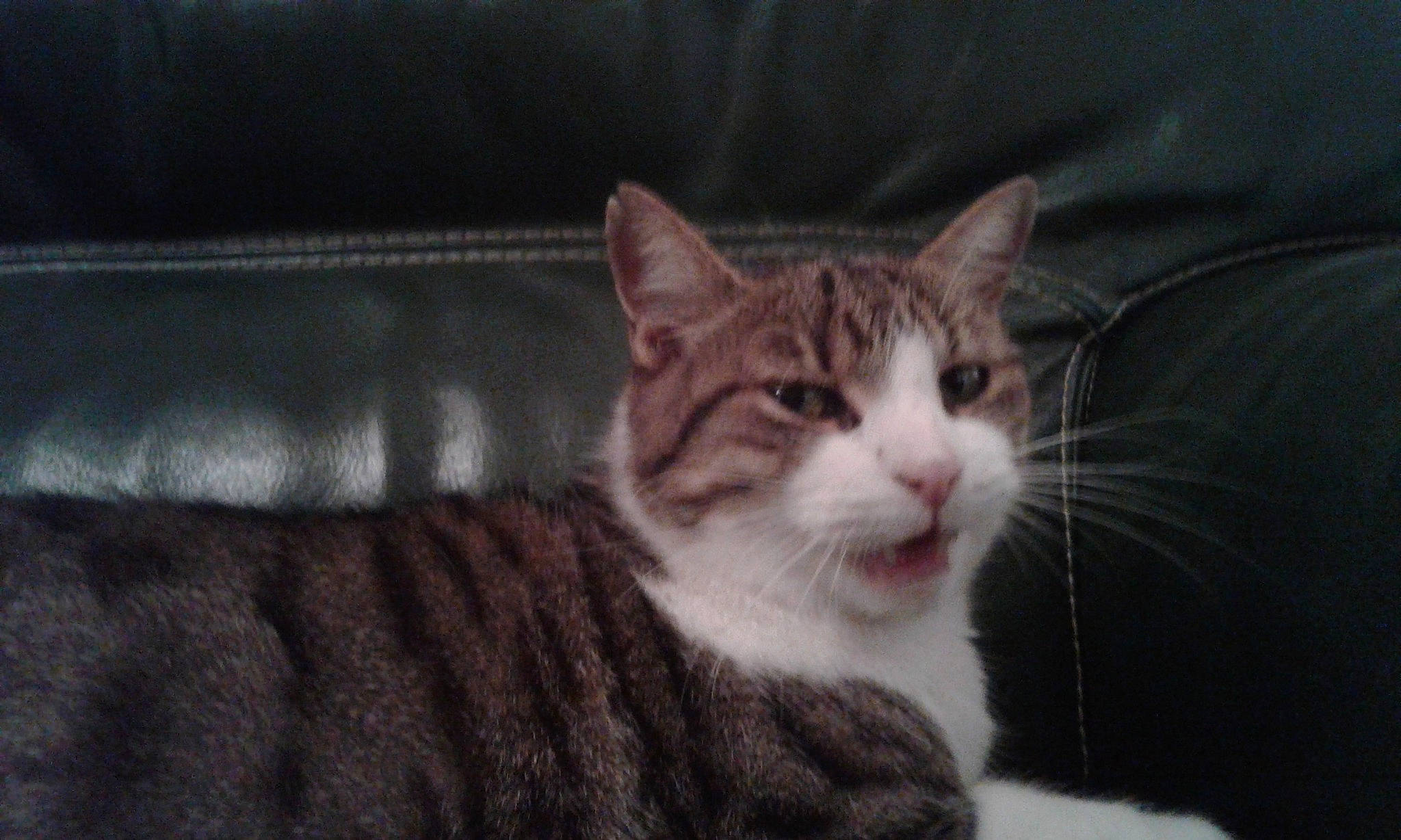 Nuage participe au concours pour gagner de l'argent avec cette photo : aegean_cat, american_shorthair, american_wirehair, asian, carnivore, cat, domestic_short_haired_cat, dragon_li, european_shorthair, felidae, fur, kitten, mammal, ojos_azules, polydactyl_cat, small_to_medium_sized_cats, snout, tabby_cat, vertebrate, whiskers