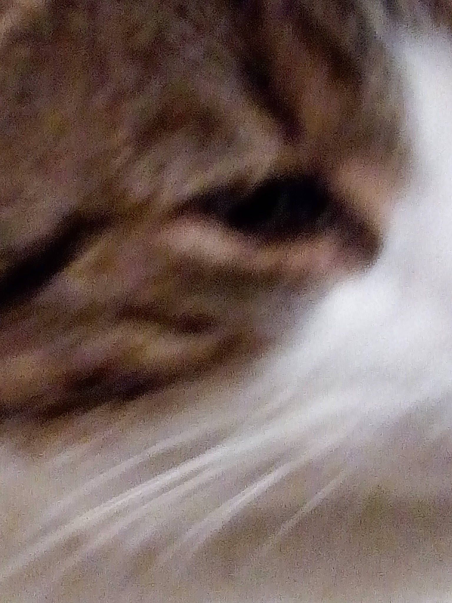 Nuage a rejoint le concours — aidez-le/la à gagner de superbes lots ! cat, close_up, felidae, fur, small_to_medium_sized_cats, whiskers