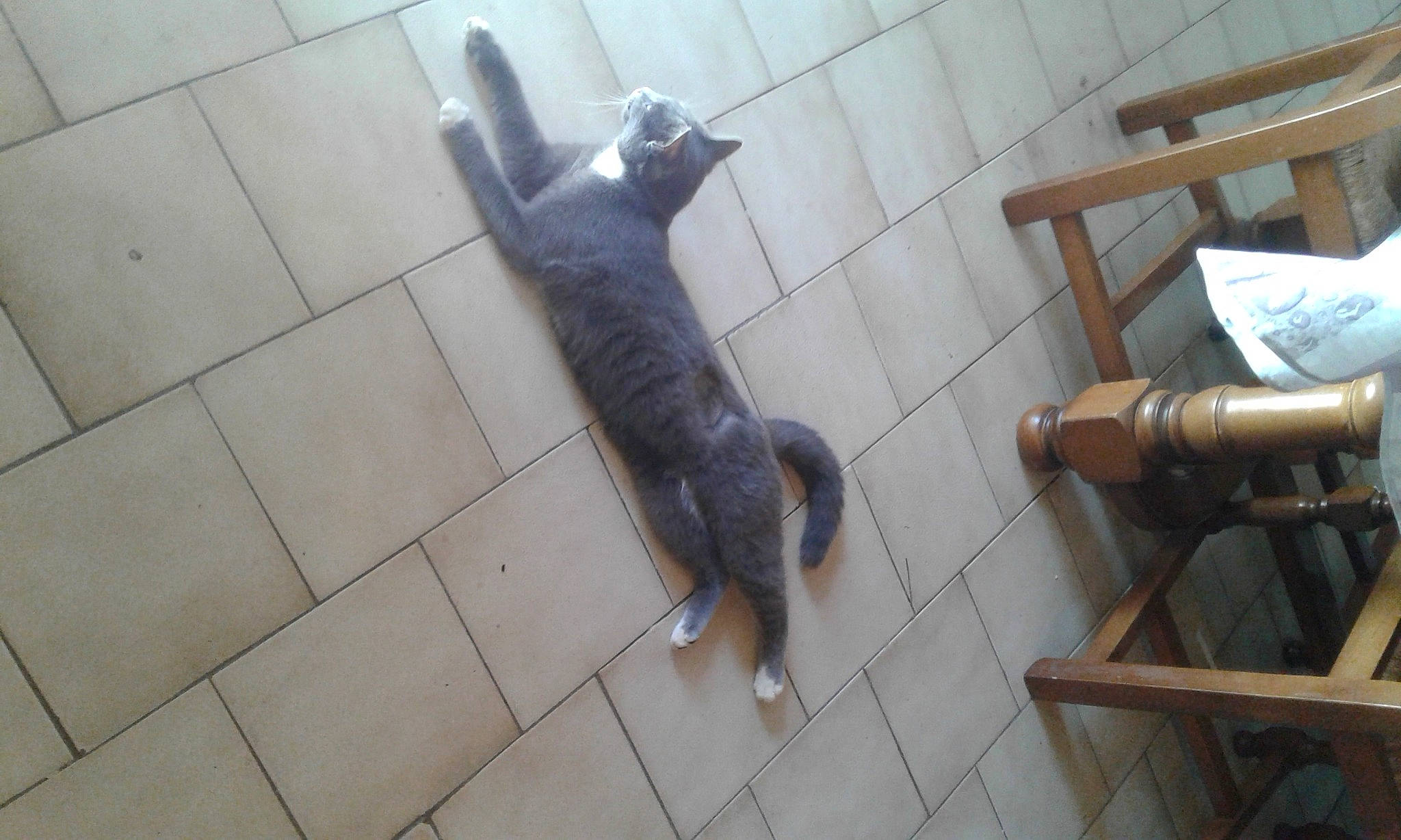 Chausette a rejoint le concours — aidez-le/la à gagner de superbes lots ! canidae, carnivore, cat, companion_dog, dog_breed, fawn, felidae, floor, flooring, fur, hardwood, pet_supply, shadow, small_to_medium_sized_cats, snout, sporting_group, tail, terrestrial_animal, whiskers, wood