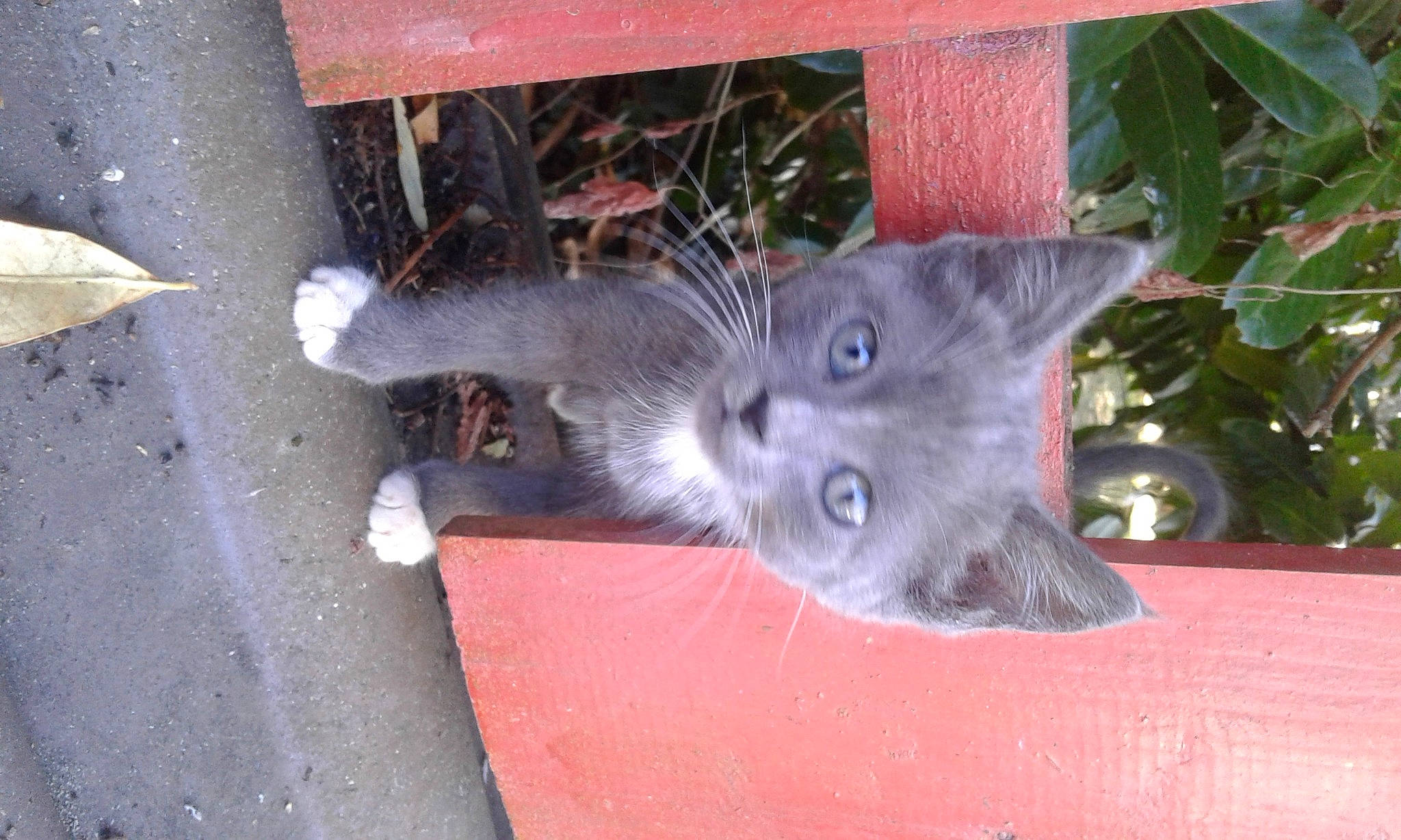 Chausette a rejoint le concours — aidez-le/la à gagner de superbes lots ! carnivore, cat, chartreux, domestic_short_haired_cat, felidae, kitten, korat, mammal, nebelung, russian_blue, small_to_medium_sized_cats, whiskers