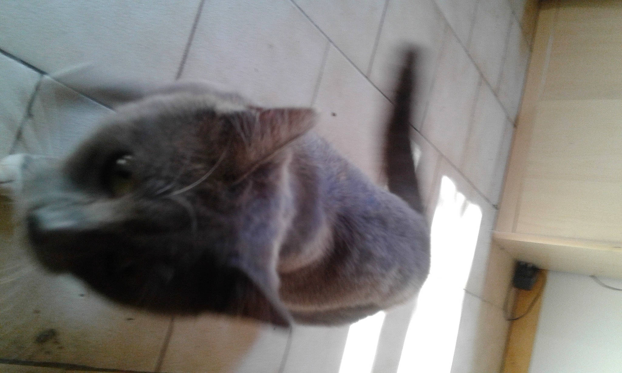 Chausette participe au concours pour gagner de l'argent avec cette photo : carnivore, cat, chartreux, domestic_short_haired_cat, ear, felidae, flooring, fur, grey, hardwood, korat, lamp, mammal, russian_blue, small_to_medium_sized_cats, snout, tail, whiskers, wood