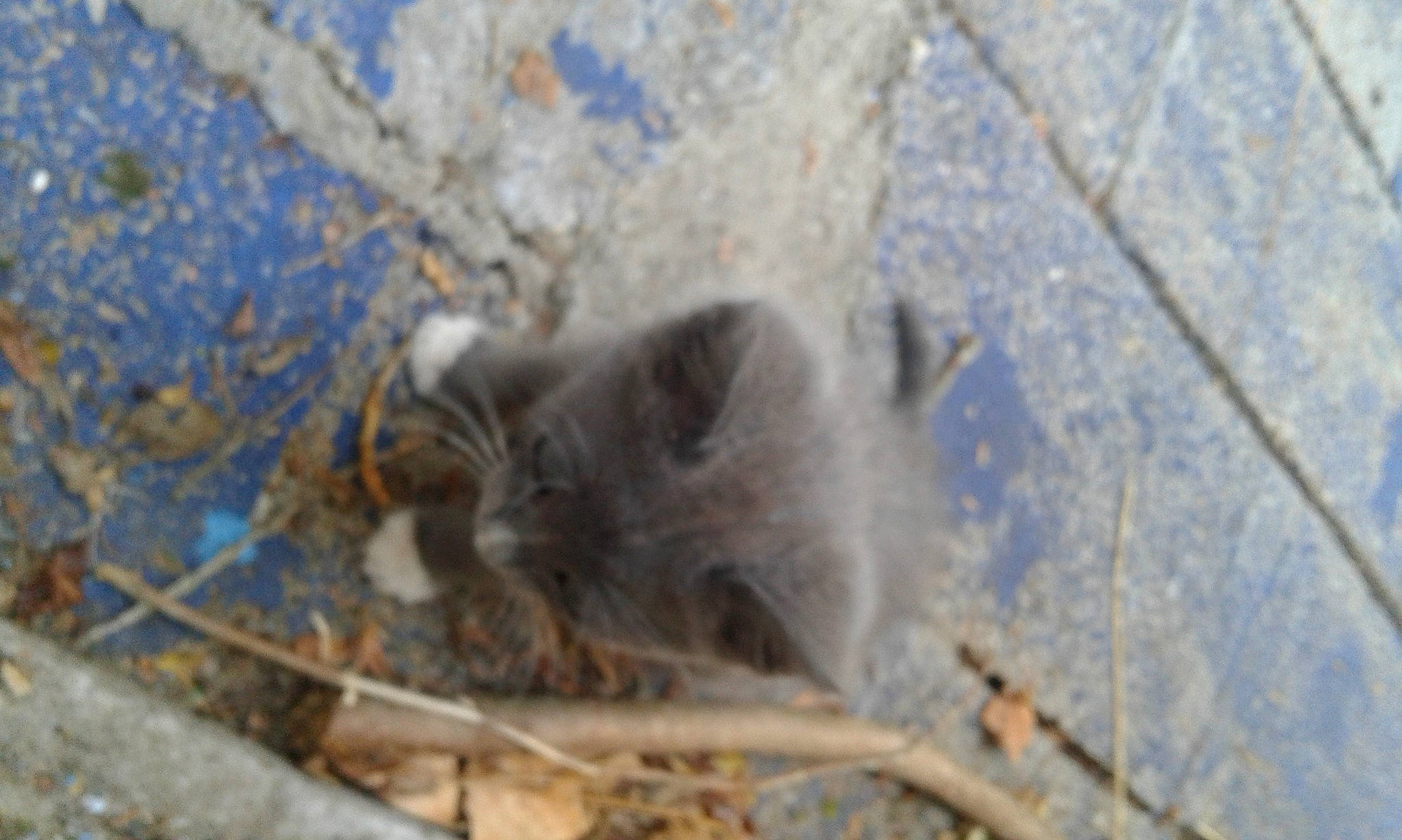 Chausette a rejoint le concours — aidez-le/la à gagner de superbes lots ! carnivore, cat, felidae, kitten, small_to_medium_sized_cats, whiskers